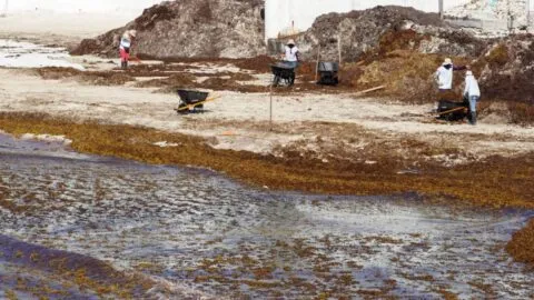 Las playas de Quintana Roo con más riesgo por sargazo