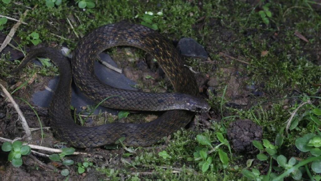serpiente especie descubierta en China