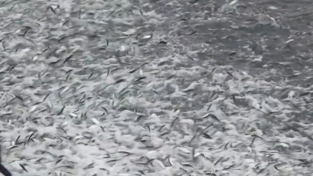 Sorprende llegada de miles de sardinas a la playa principal de Puerto Escondido