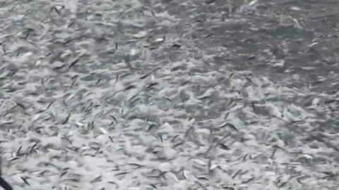 Sorprende llegada de miles de sardinas a la playa principal de Puerto Escondido