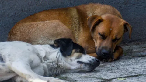 Detienen al sujeto que le rompió patas delanteras al perro “Toto” en Navojoa, Sonora