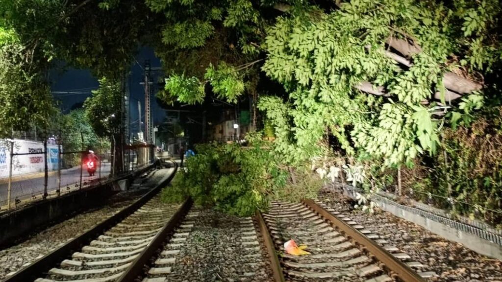Árbol sobre las vías provoca afectaciones en el Tren Ligero.
