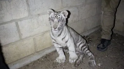 Aseguran a cachorro de tigre que deambulaba por las calles de Tlajomulco, en Jalisco