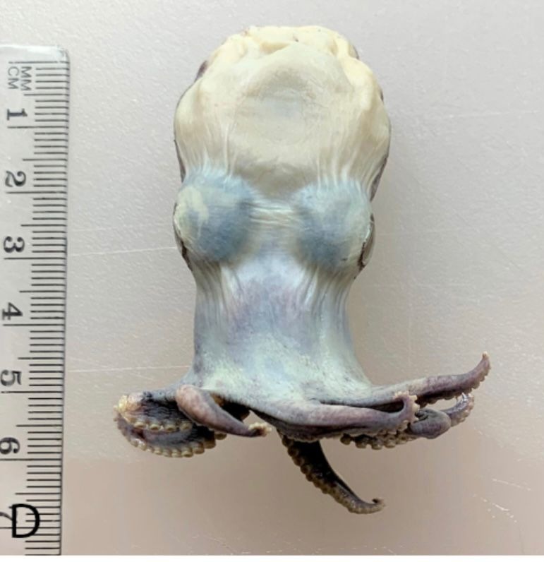 pulpo