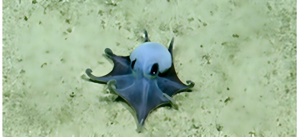 pulpo golf