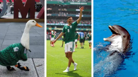 El pato Merlín y el delfín Hidalgo predicen al ganador entre México y Corea del Sur