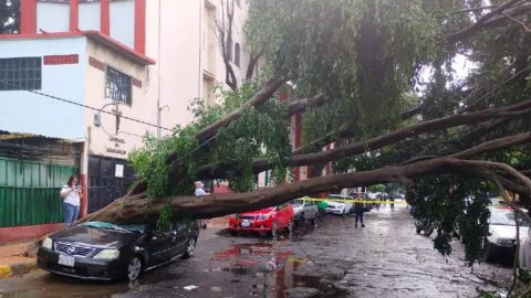 Árboles caídos, inundaciones y caos vial: el saldo de la tormenta en CDMX