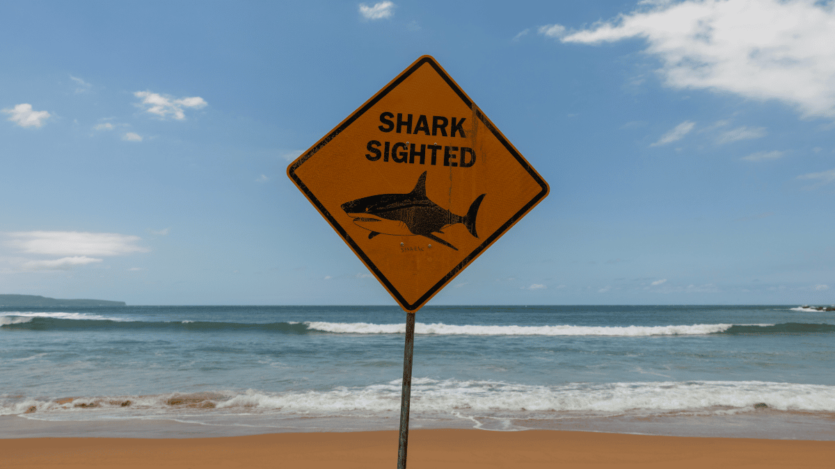 Woman is injured after shark attack on Sydney beach