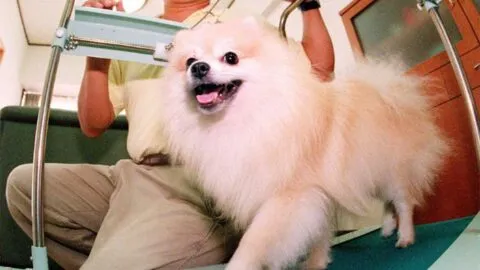 Indignación en CDMX: cachorro pomerania muere tras acudir a spa para mascotas en la Roma-Condesa
