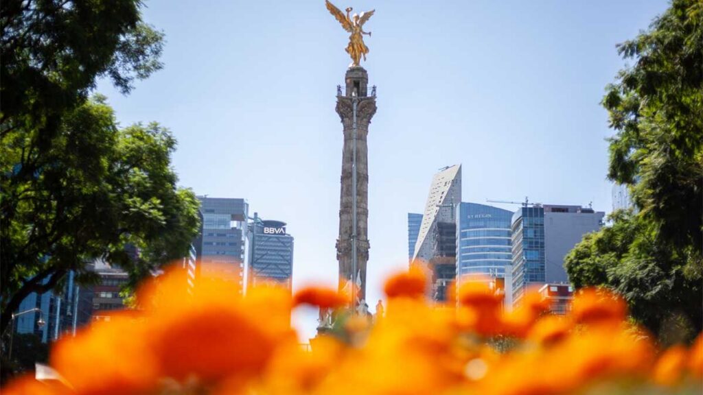 Cempasúchil Reforma