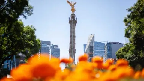 ¿Se adelanta el Día de Muertos? Flores de cempasúchil adornan Paseo de la Reforma previo al Mundial 2026