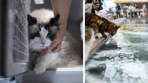 En China, los gatos ya no son sólo mascotas: ahora tienen parques y viajes en tren