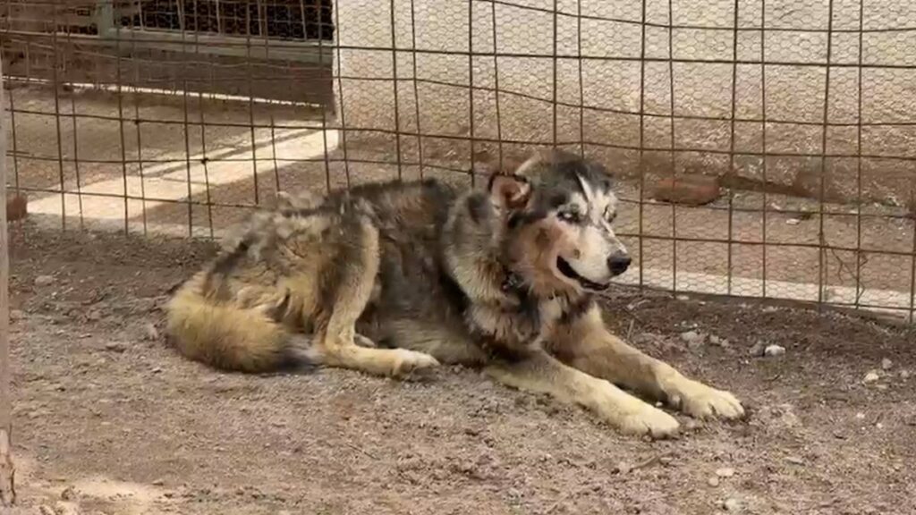 Perro maltratado