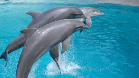 Profepa clausura Dolphinaris Cancún tras denuncias por malas condiciones de delfines