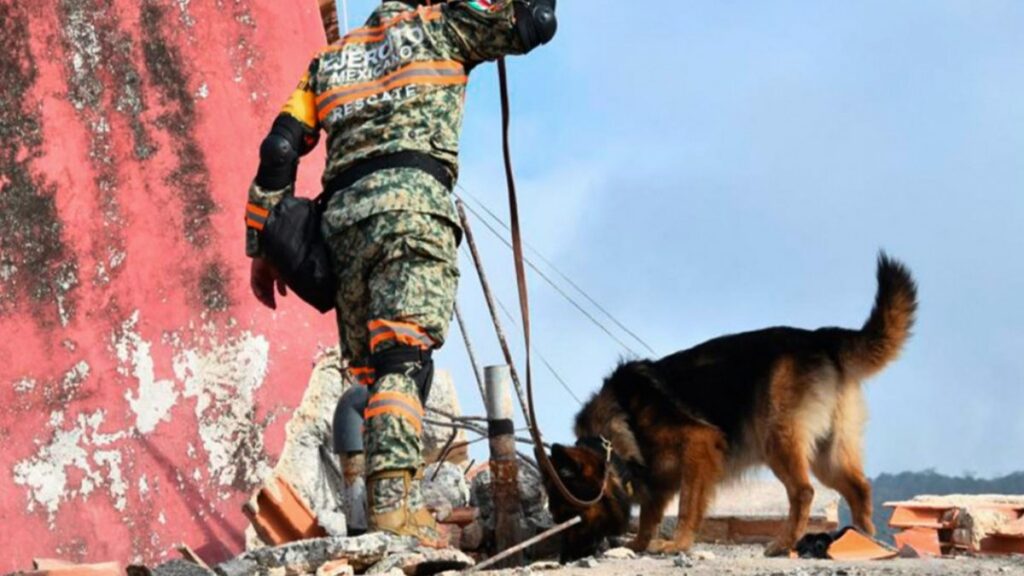 Max, quién es el perro rescatista mexicano que resulto herido tras salvar a 7 personas tras terremoto en Venezuela.