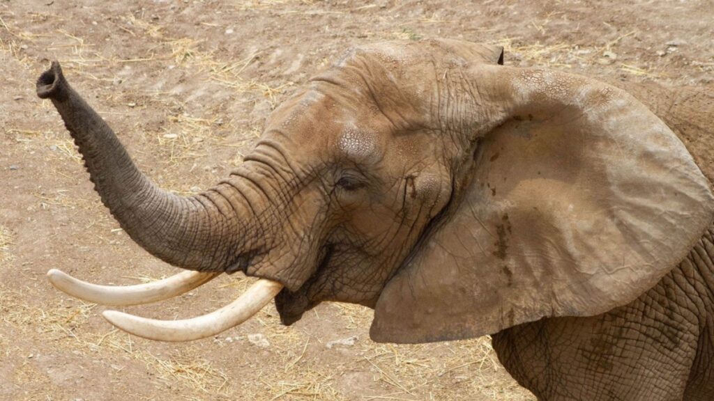 Elefante de Africam Safari pronostica al ganador del partido inaugural del Mundial 2026