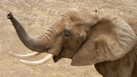 Elefante de Africam Safari pronostica al ganador del partido inaugural del Mundial 2026