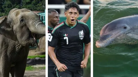 Elefante de Africam Safari y delfín Hidalgo pronostican al ganador del México vs Chequia; ¿a quién eligieron?