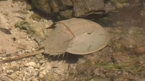 Fósil viviente que sobrevivió a los dinosaurios está en riesgo en Yucatán