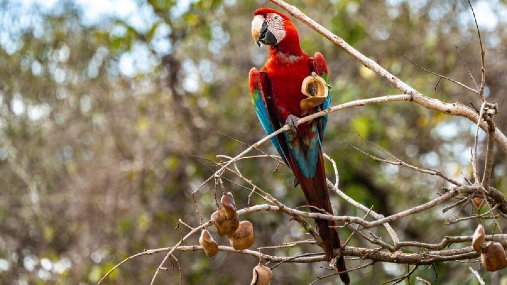 guacamaya roja en Brasil