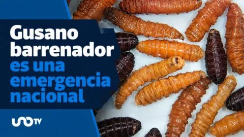 Gusano barrenador es una emergencia nacional, UNAM explica sobre grupos vulnerables