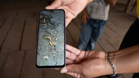 México acumula 295 casos humanos de gusano barrenador: la planta de moscas estériles aún no está lista