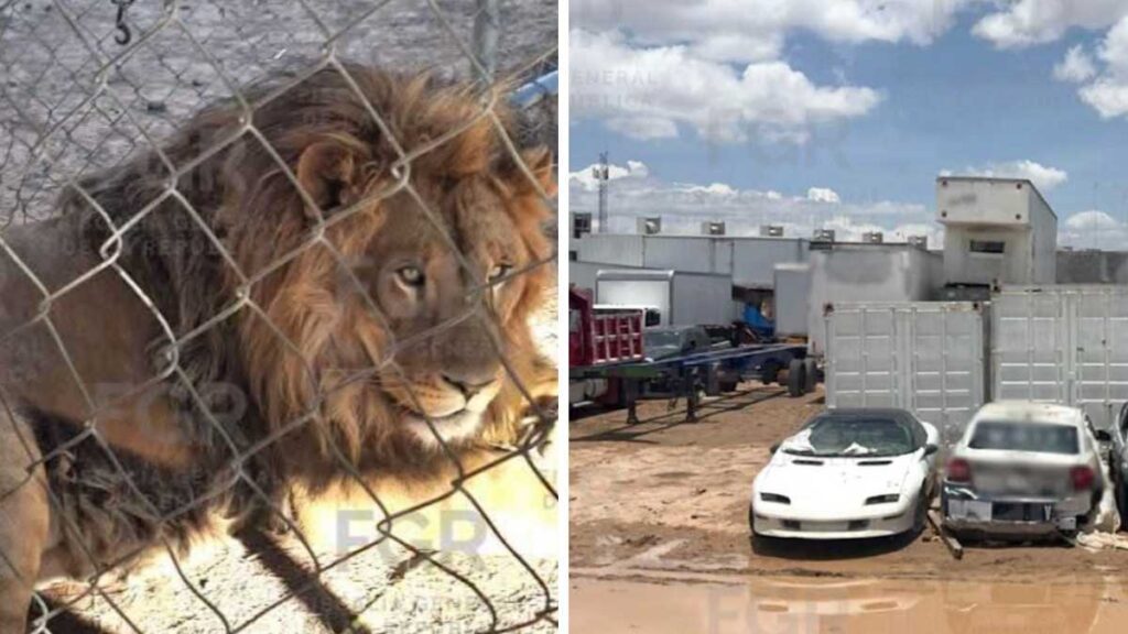 Operativo en SLP descubre vehículos robados y fauna exótica