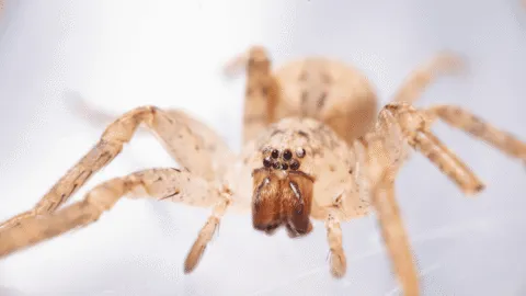 Araña gigante se expande por más países; esto pasa si te muerde