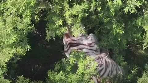 Localizan con drones a tigre que escapó en Tepetlaoxtoc, Edomex, pero no ha sido capturado