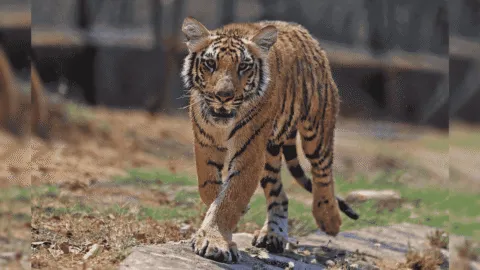 Video: FGR asegura tigres de bengala y más animales exóticos durante cateo en Durango