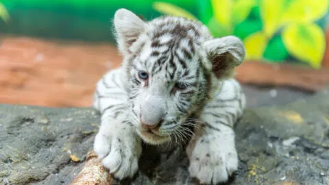 Rescatan león, tigre blanco, pumas y más especies durante cateo en Chalco, Edomex; hay un detenido