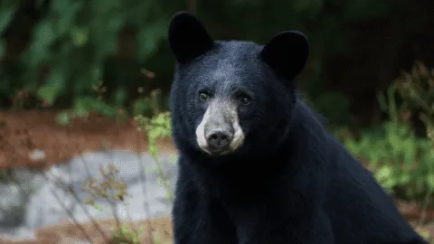 Atacó a 4 personas, bebió agua de un grifo y escapó: oso "extremadamente inteligente" es buscado en Japón