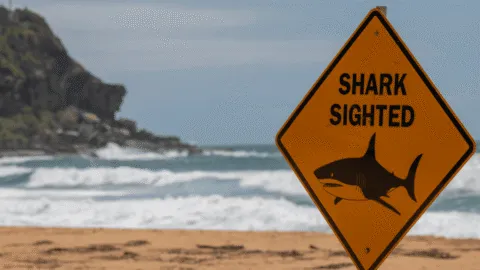 Tiburón mata a buceador en Australia; suman cuatro ataques mortales en lo que va del 2026