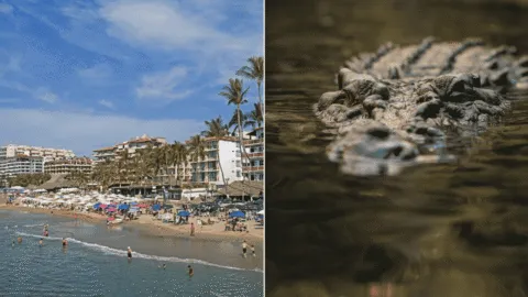Buscan a turista tras reporte de arrastre por cocodrilo en Puerto Vallarta