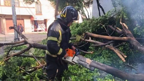 Bomberos atienden inundaciones y más de 66 árboles caídos en CDMX; Tlalnepantla también registró afectaciones
