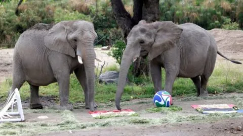 México o Sudáfrica: elefantas del Zoológico de Guadalajara predicen ganador en la inauguración del Mundial 2026