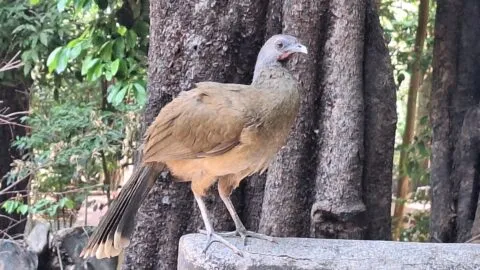 Confirman dos casos de influenza aviar H7 en aves del ZooMAT en Chiapas