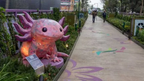 Imágenes del Jardín Flotante de Tlalpan: qué hay y horarios de servicio