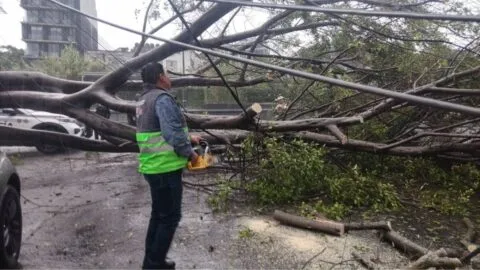 Lluvias colapsan zonas de CDMX: árboles caídos, inundaciones y caos vial