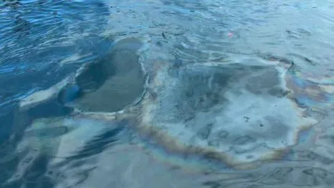 Alertan por presunto derrame de combustible en la bahía de Manzanillo