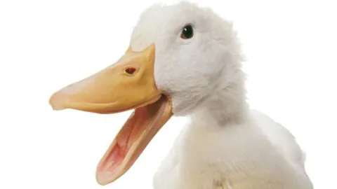 Merlín, el “pato mundialista” que se volvió viral en los festejos de la victoria de México en el Mundial
