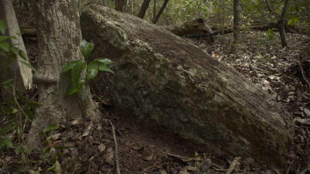 Minanbé, la ciudad maya virgen que permaneció oculta en la selva de Calakmul, Campeche