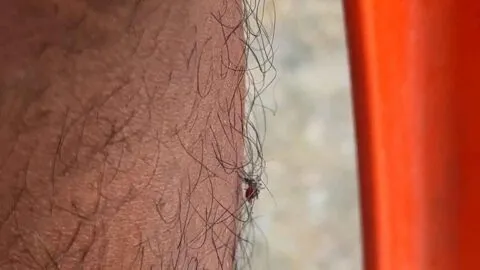 Mosquitos invaden Yucatán; lluvias disparan su proliferación