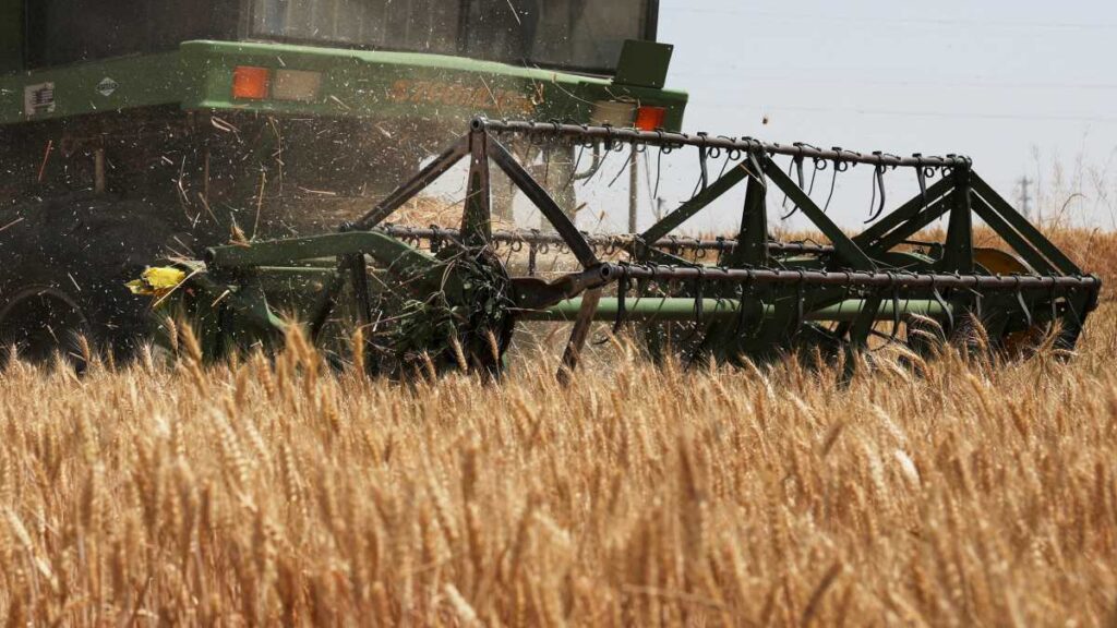 Reservas mundiales de trigo y arroz amortiguarían efectos de un fuerte fenómeno de El Niño
