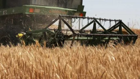 Reservas mundiales de trigo y arroz amortiguarían efectos de un fuerte fenómeno de El Niño