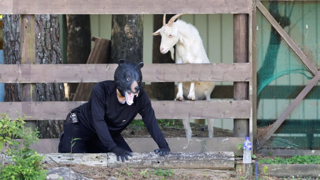 Personas se disfrazan de osos en Japón para extraño simulacro