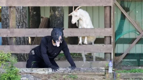 Disfrazan a hombres de osos para realizar extraño simulacro en Japón; videos sorprenden
