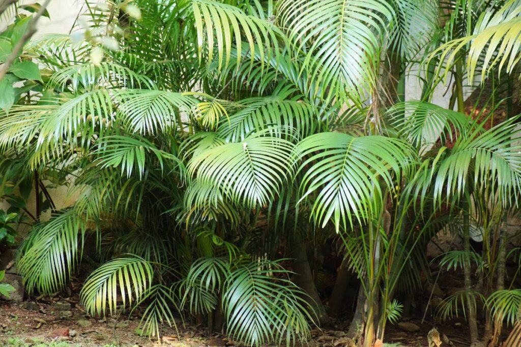 palmera
