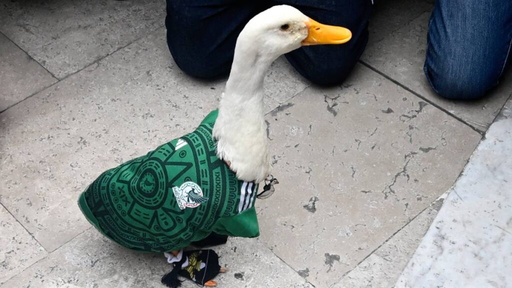 El pato Merlín