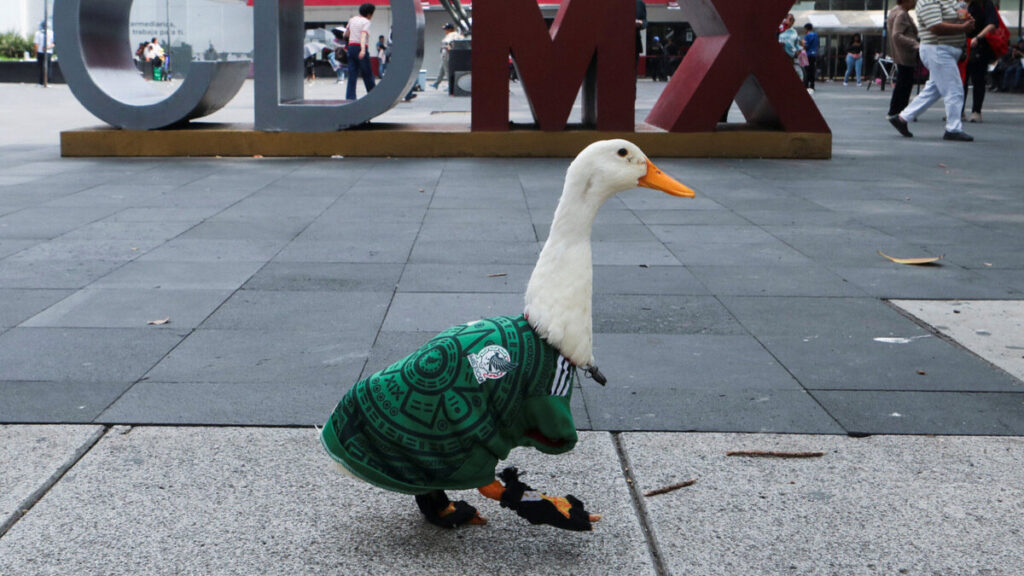 Merlín, el pato fan de México ahora predice resultados